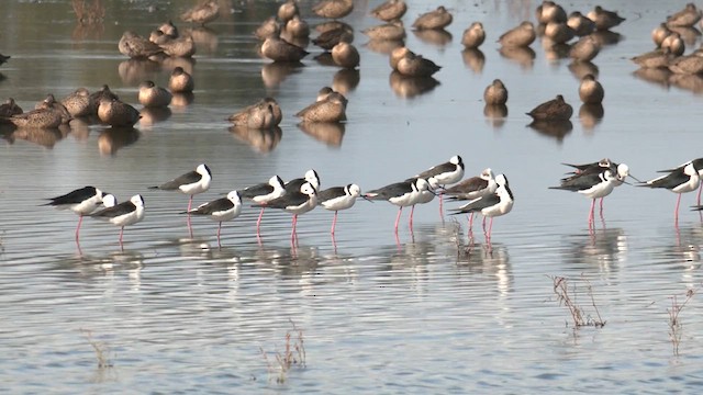 Pied Stilt - ML620740239