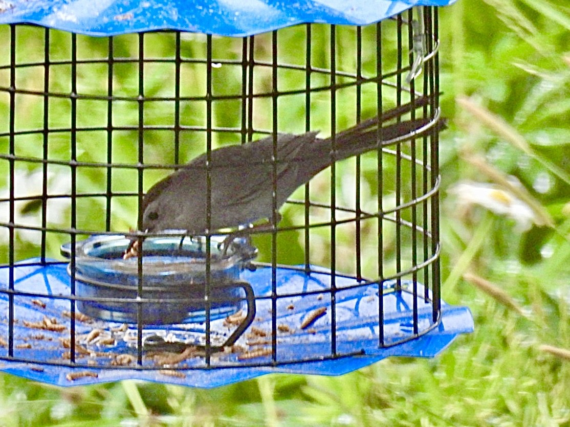 Gray Catbird - ML620740255