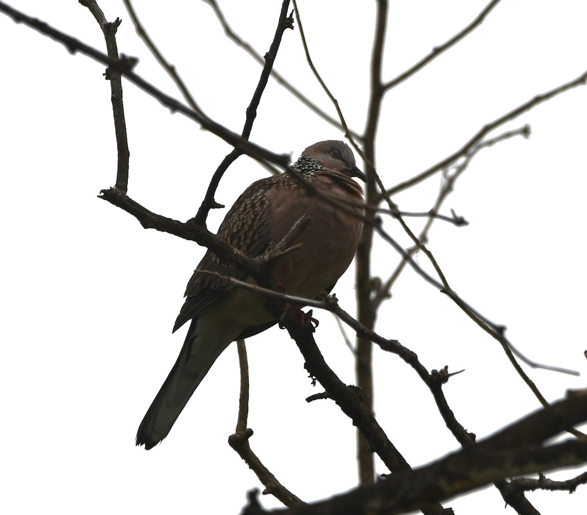 Spotted Dove - ML620740256