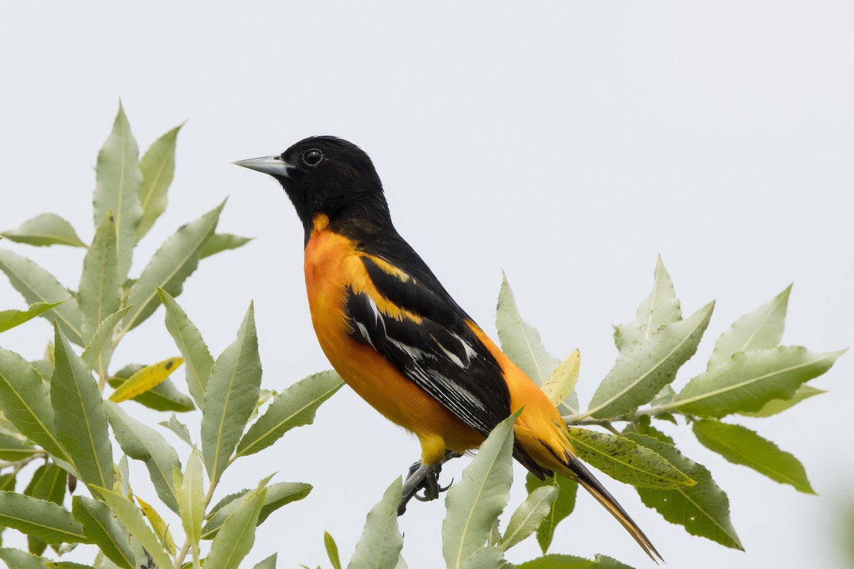 Baltimore Oriole - ML620740257