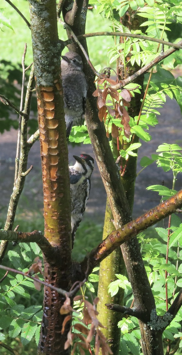 Yellow-bellied Sapsucker - ML620740264