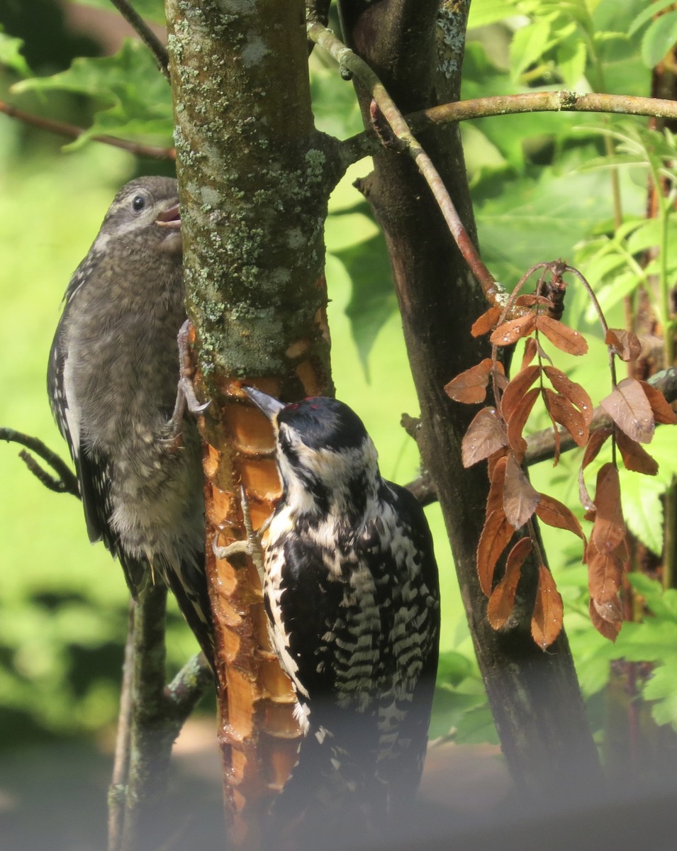 Yellow-bellied Sapsucker - ML620740275