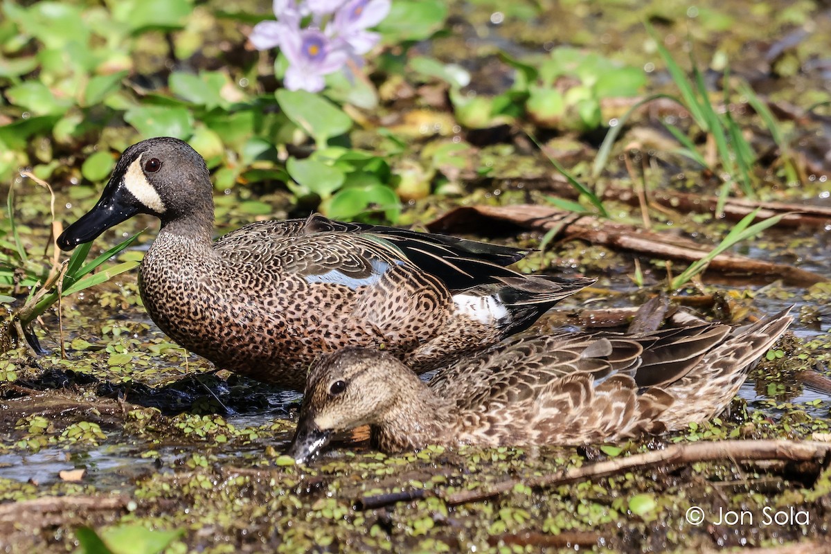 Blue-winged Teal - ML620740290