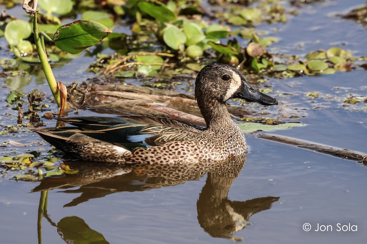 Blue-winged Teal - ML620740291