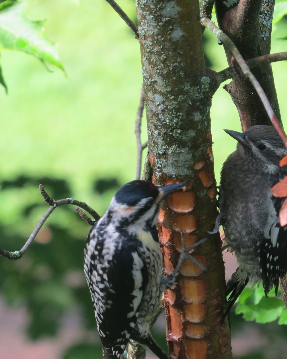 Yellow-bellied Sapsucker - ML620740292