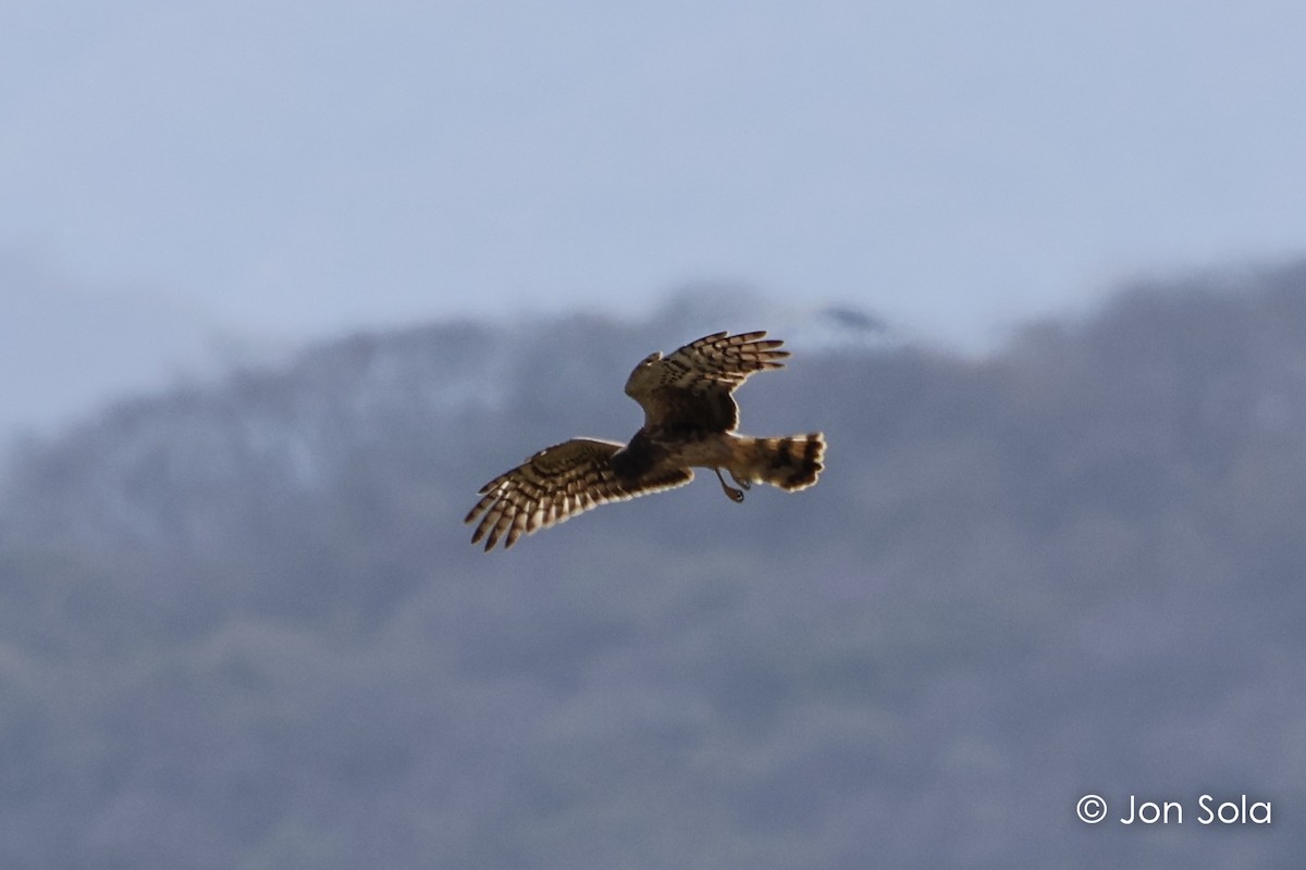 Northern Harrier - ML620740293