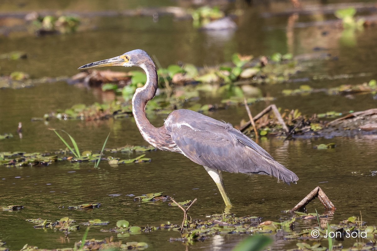 Tricolored Heron - Jon  Sola