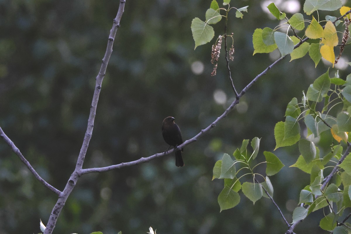 Brown-headed Cowbird - Asher Fusco