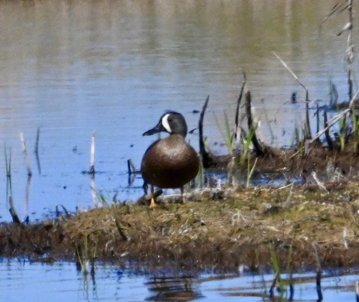 Blue-winged Teal - ML620740308