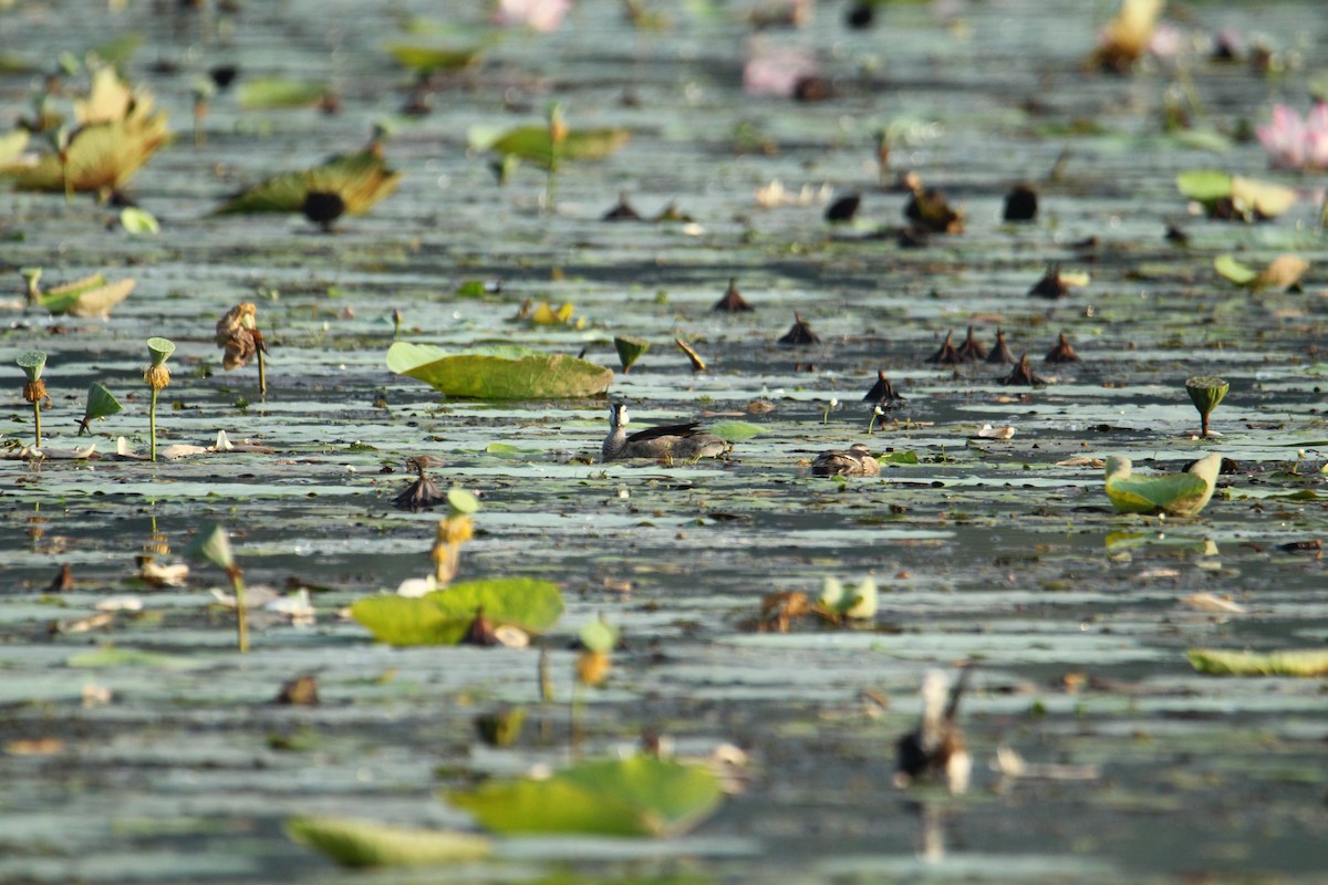 Cotton Pygmy-Goose - ML620740315