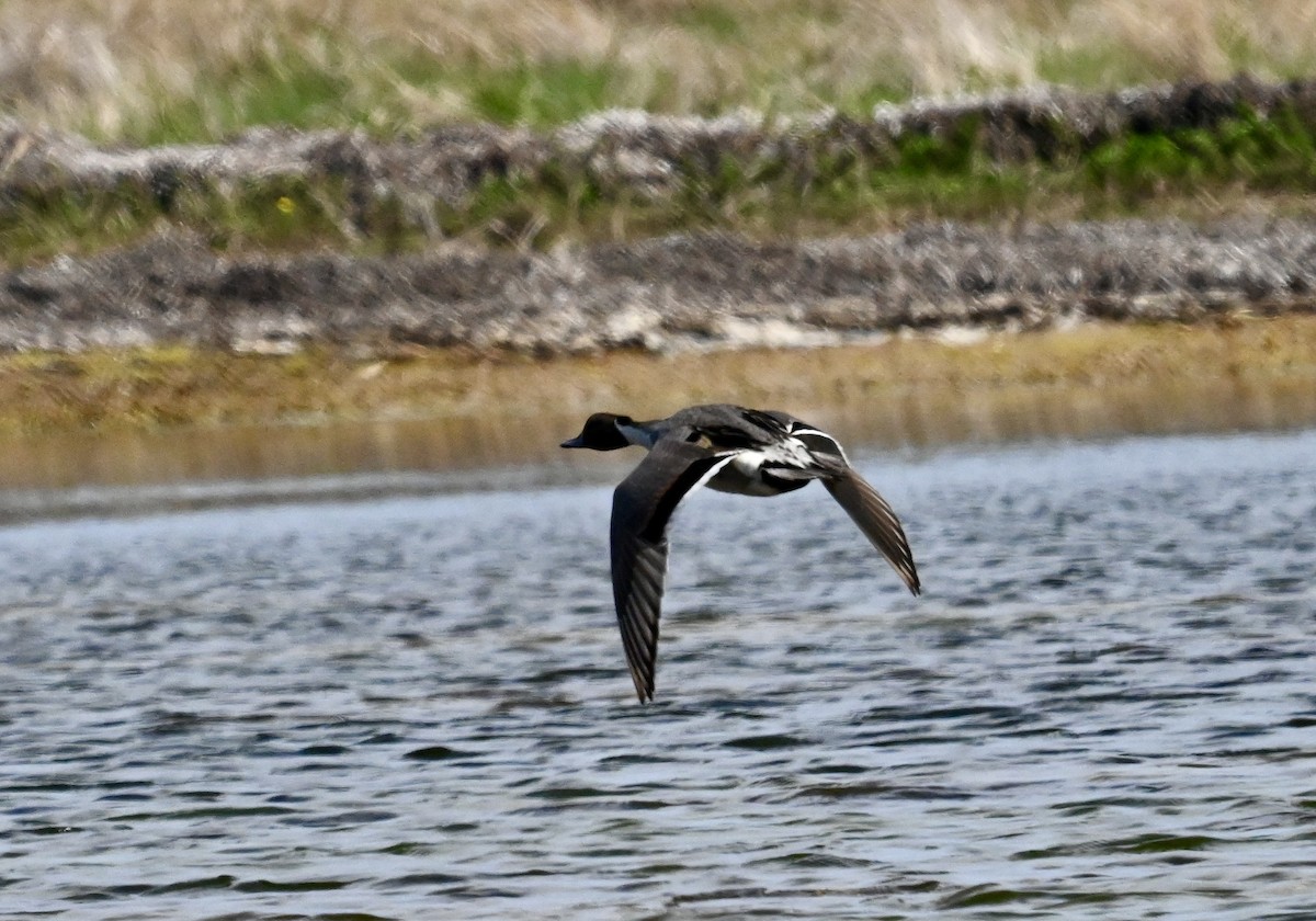 Northern Pintail - ML620740317