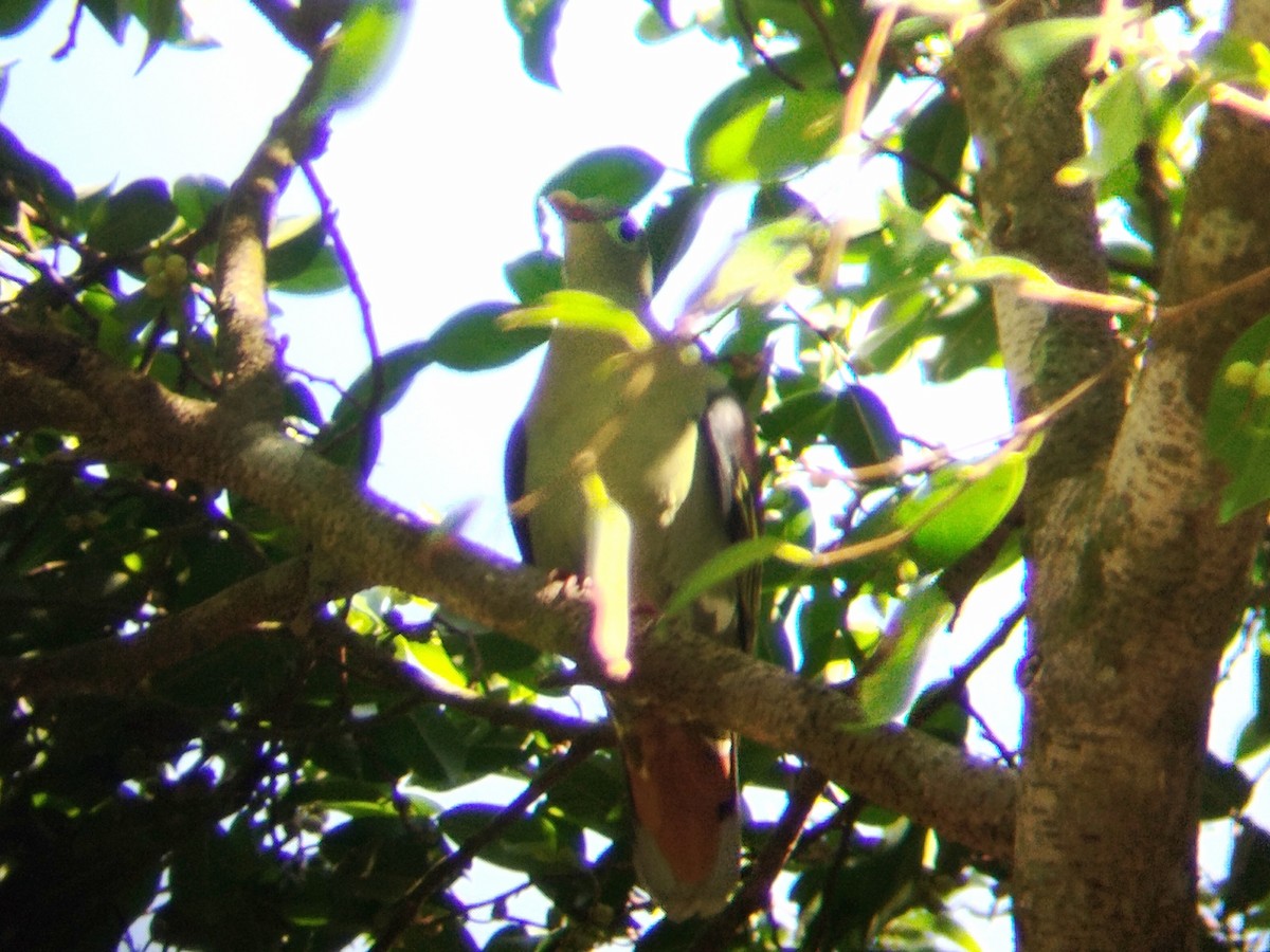 Thick-billed Green-Pigeon - ML620740319