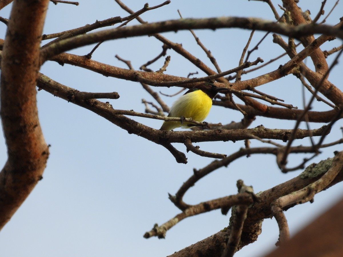 Purple-rumped Sunbird - ML620740331