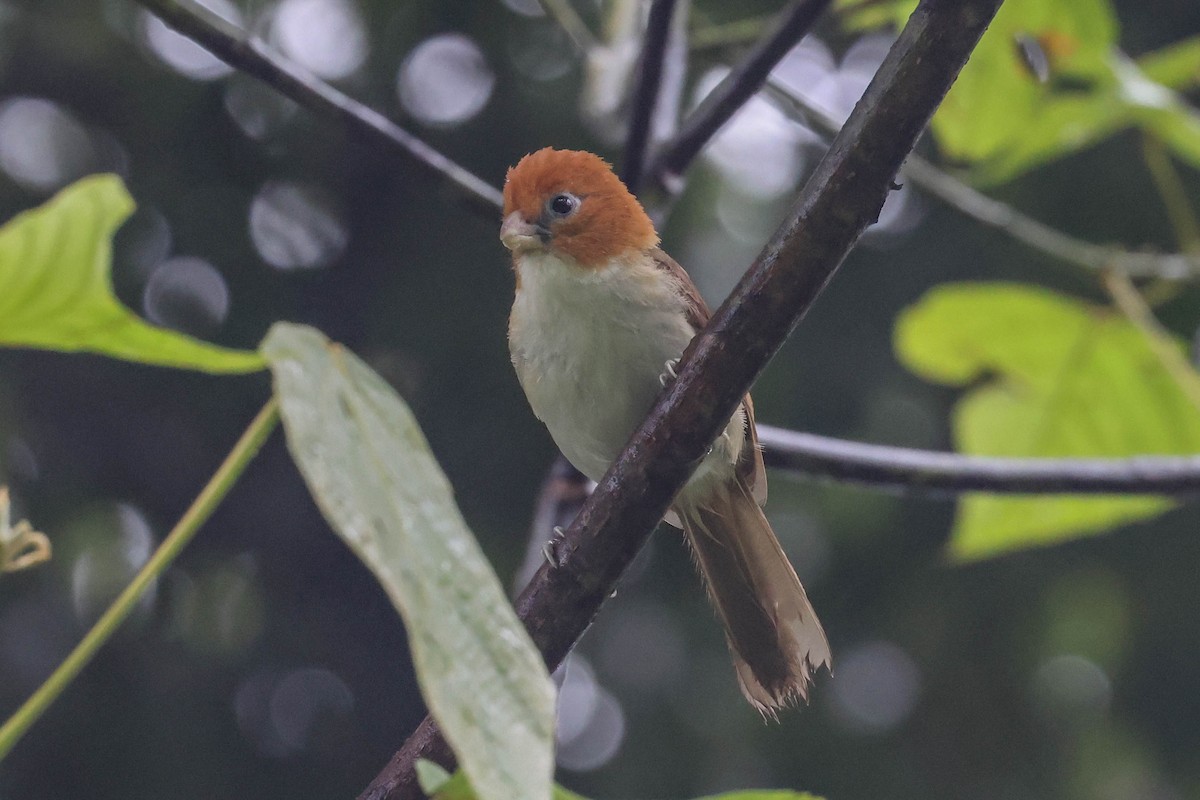 Paradoxornis à tête rousse - ML620740332