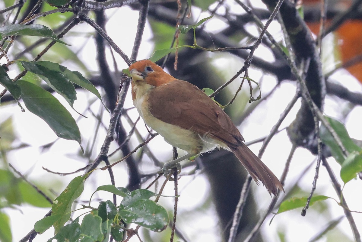 Paradoxornis à tête rousse - ML620740333