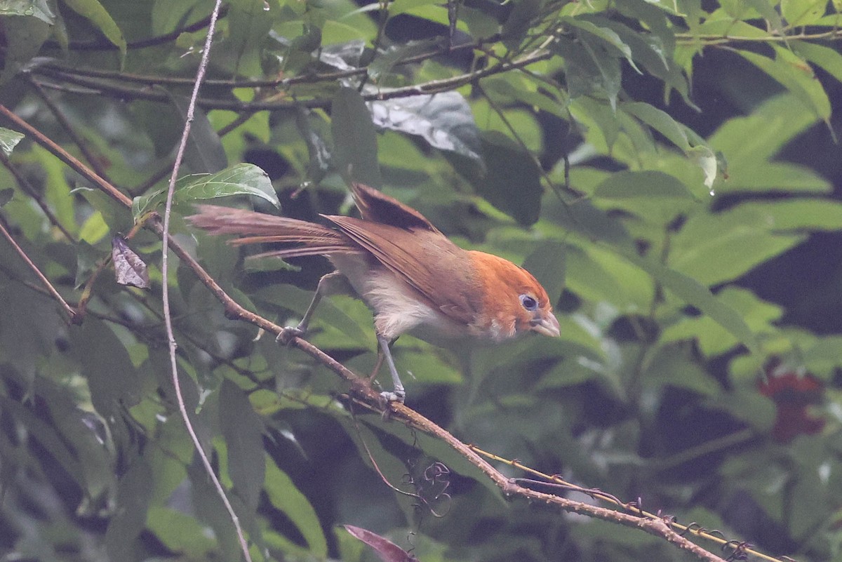 White-breasted Parrotbill - ML620740335