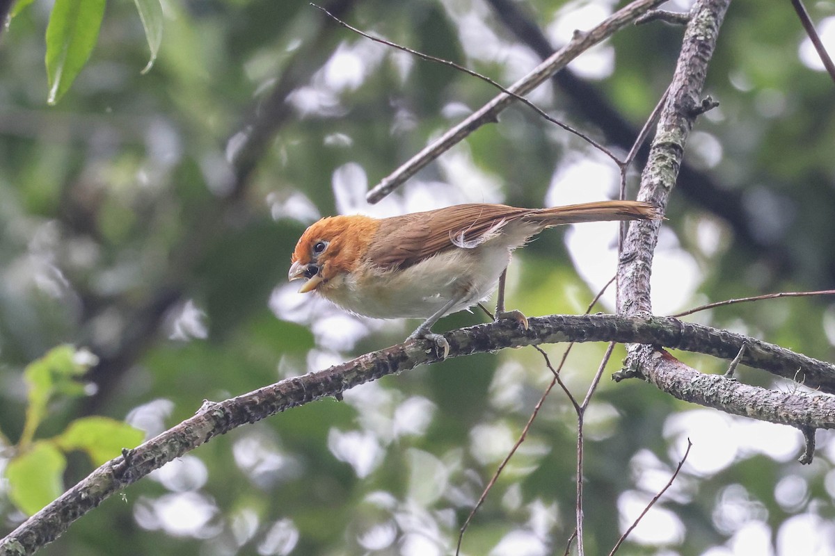 White-breasted Parrotbill - ML620740337