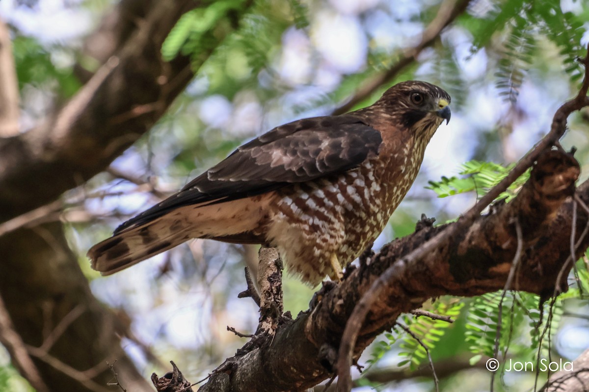 Broad-winged Hawk - ML620740339