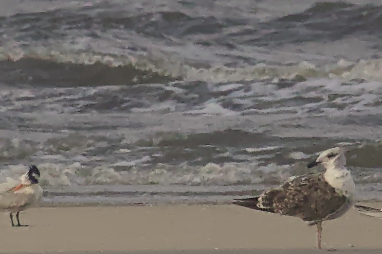 Great Black-backed Gull - ML620740344