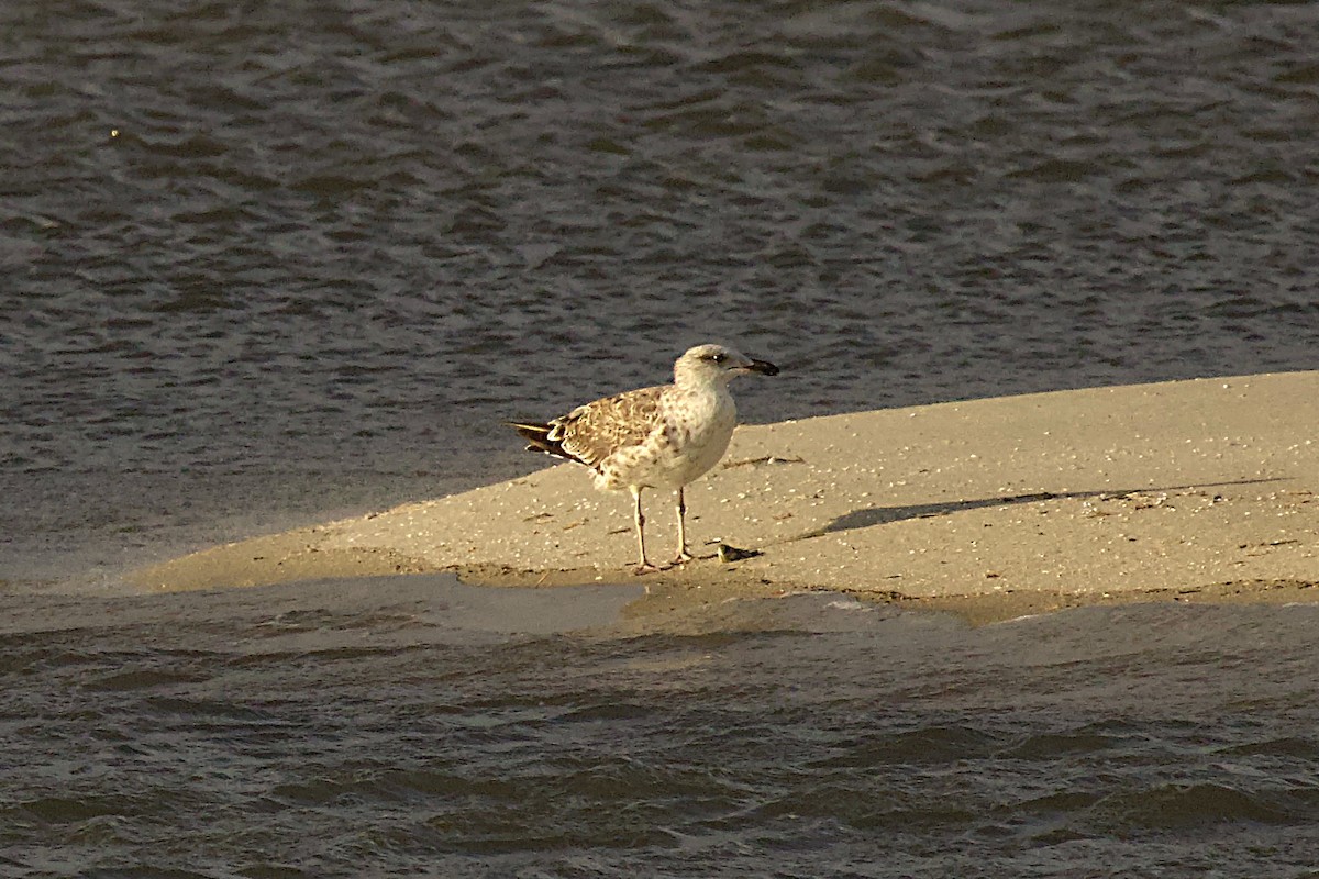 Great Black-backed Gull - ML620740345