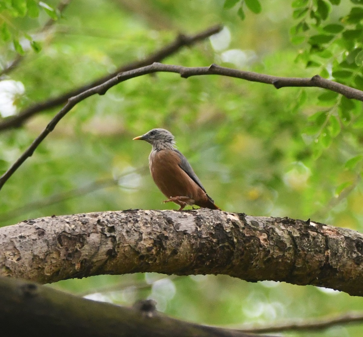 Chestnut-tailed Starling - ML620740348