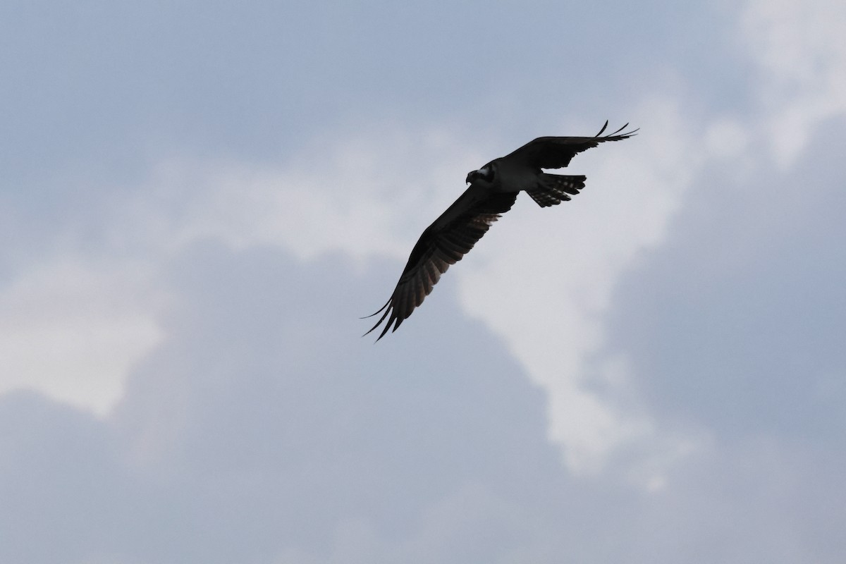 Osprey - Asher Fusco