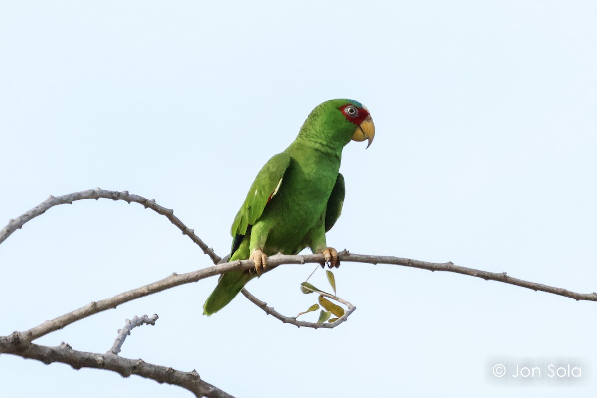 White-fronted Parrot - ML620740351