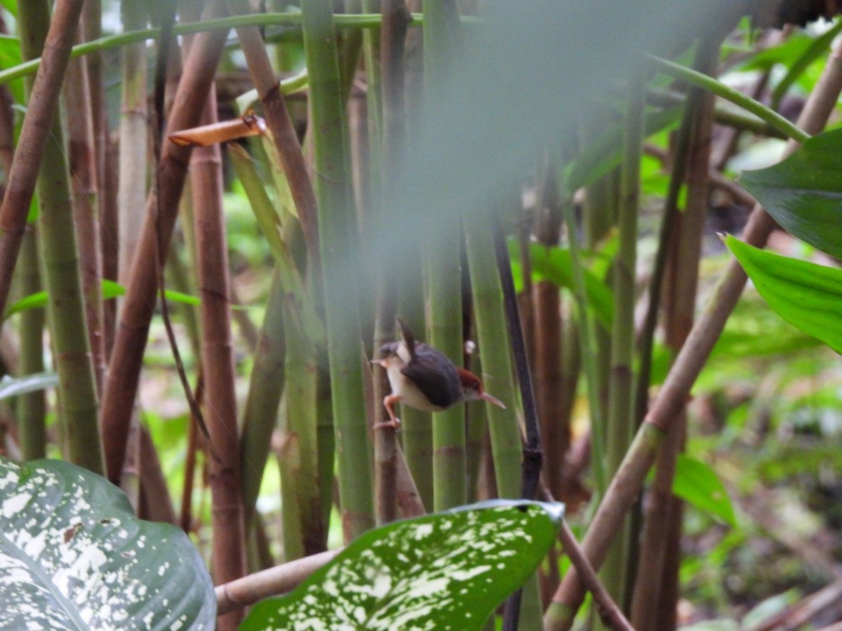 Rufous-tailed Tailorbird - ML620740352