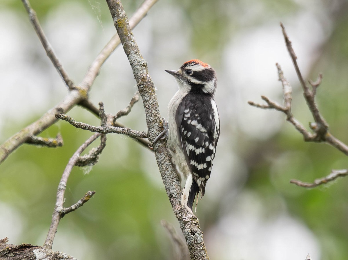 Downy Woodpecker - ML620740353