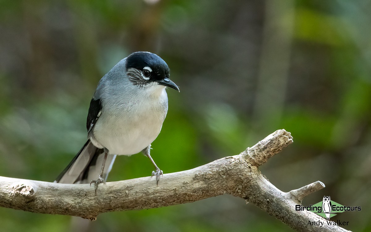 Black-headed Sibia (Lang Bian) - ML620740354