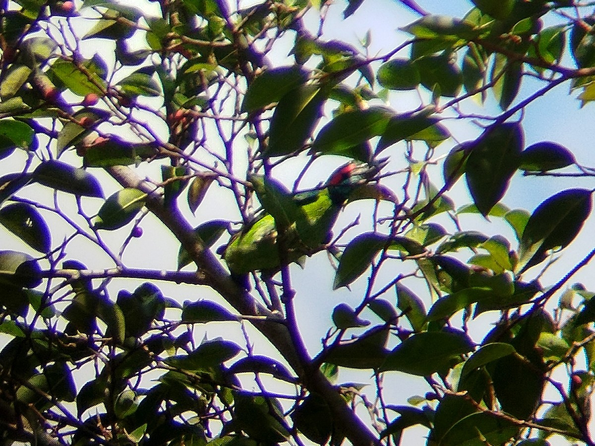 Kara Kulaklı Barbet - ML620740356