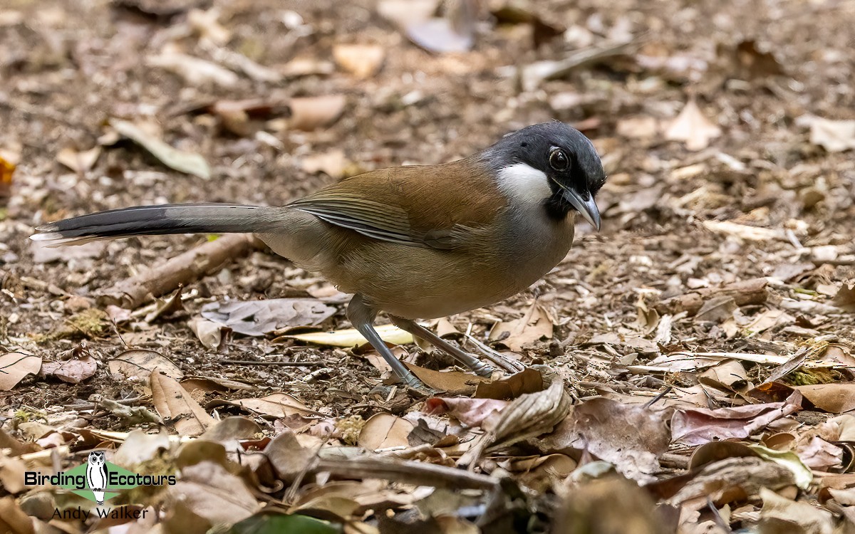 White-cheeked Laughingthrush - ML620740360