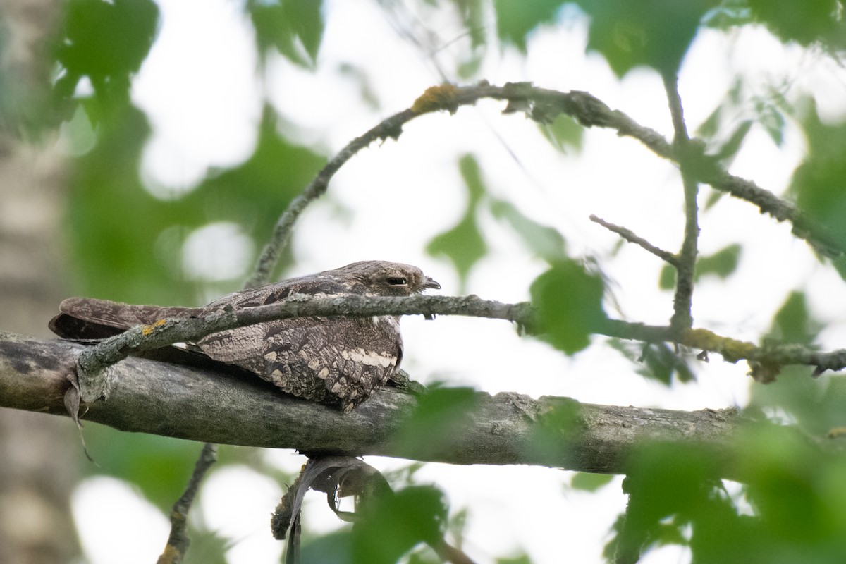 Eurasian Nightjar - ML620740361