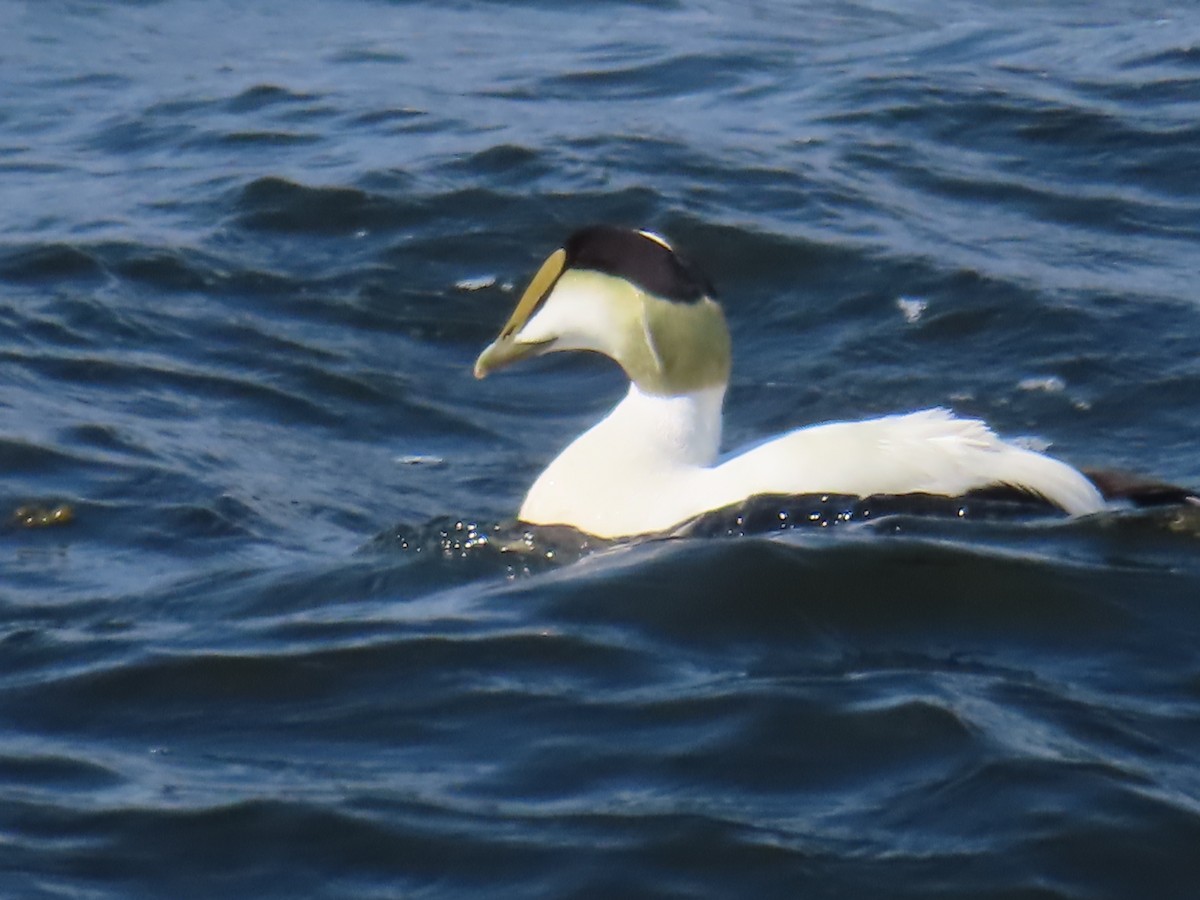 Common Eider - ML620740362