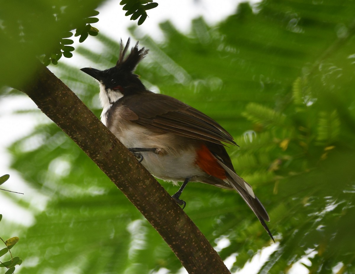 Red-whiskered Bulbul - ML620740363