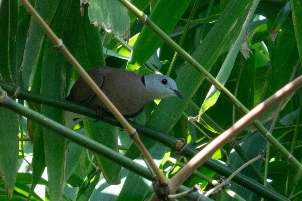 Red Collared-Dove - ML620740365