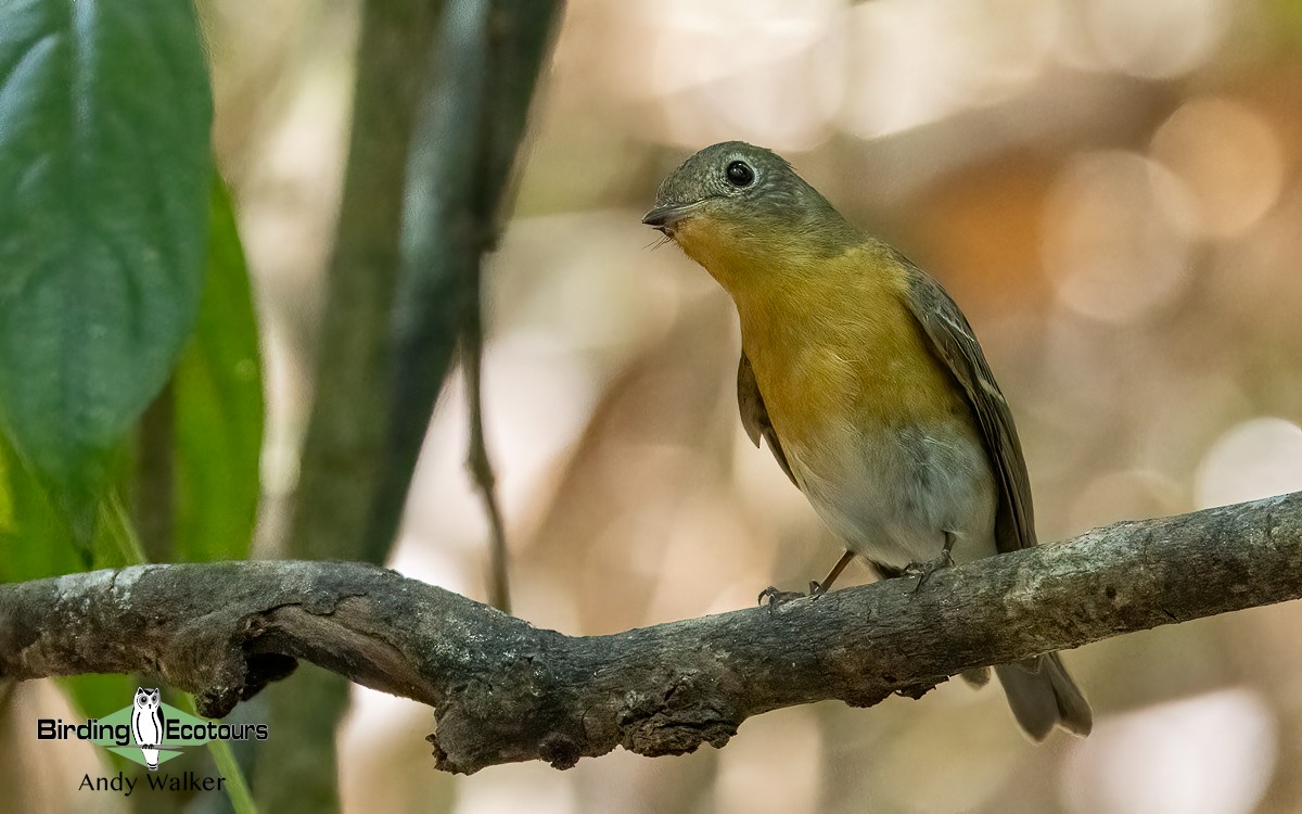 白眉黃鶲 - ML620740370