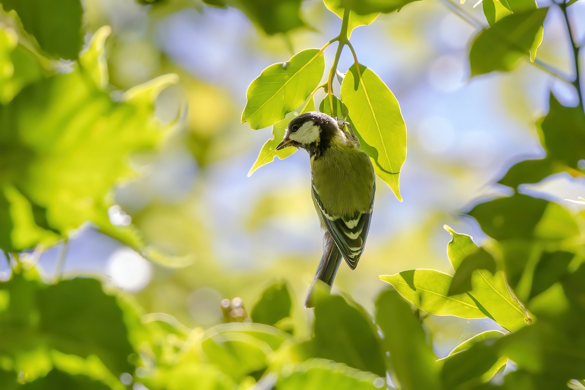 Green-backed Tit - ML620740374