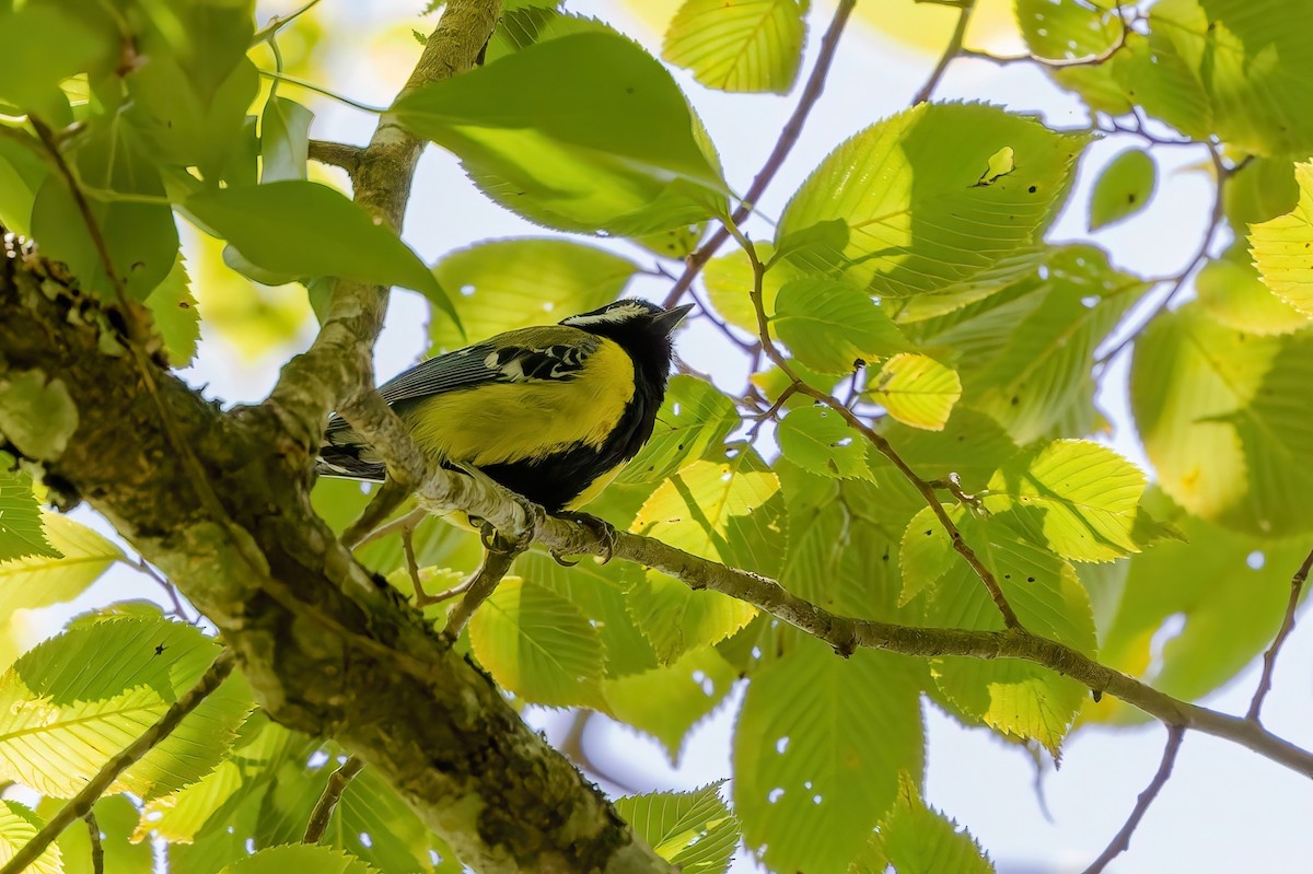 Green-backed Tit - ML620740376