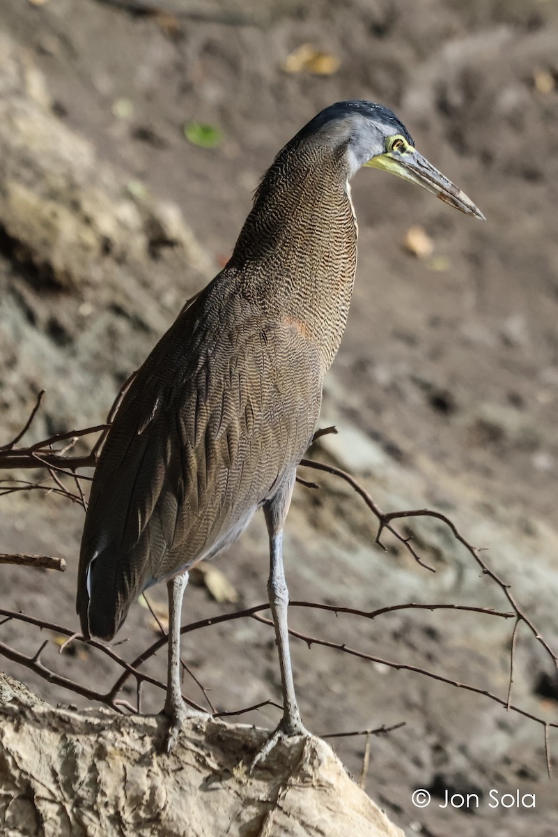 Bare-throated Tiger-Heron - ML620740377