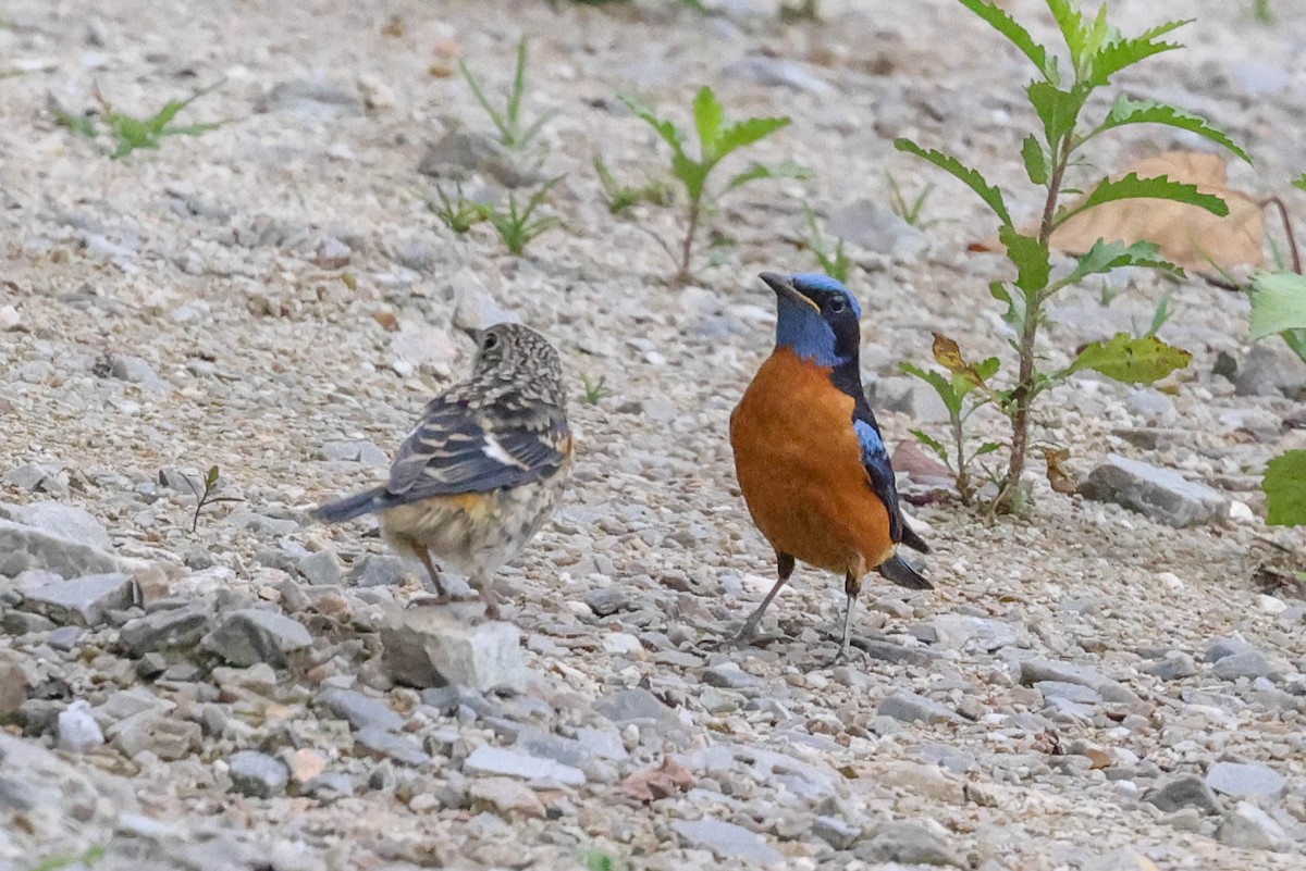 Blue-capped Rock-Thrush - ML620740379