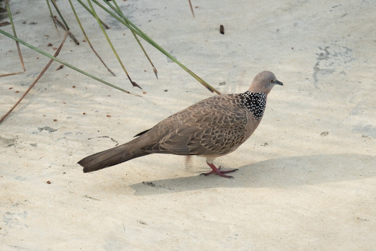 Spotted Dove - ML620740380