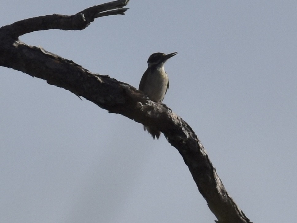 Hairy Woodpecker - ML620740382