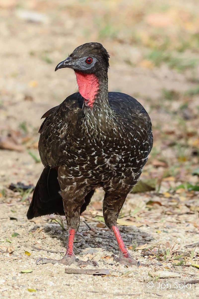 Crested Guan - ML620740383