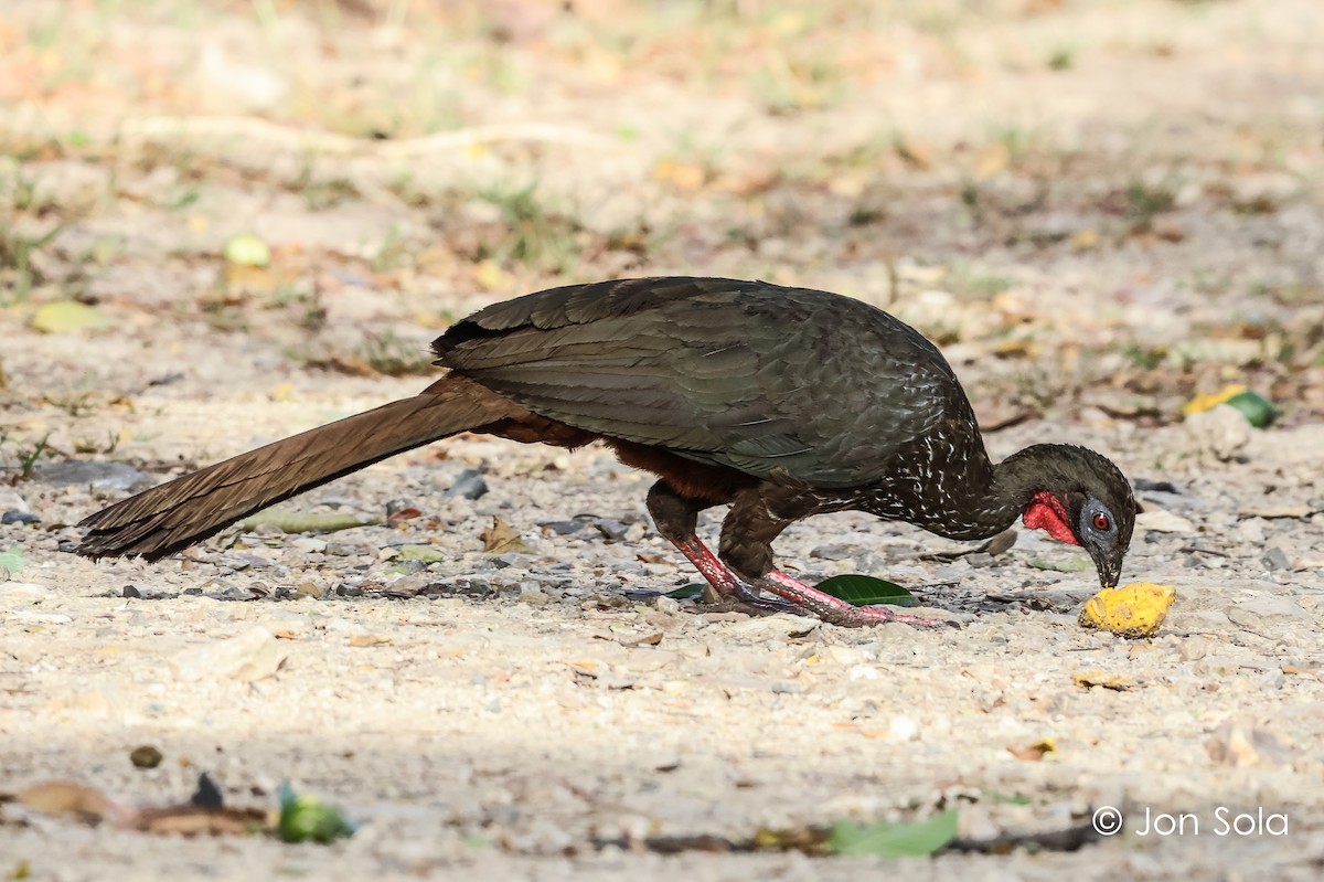 Crested Guan - ML620740386