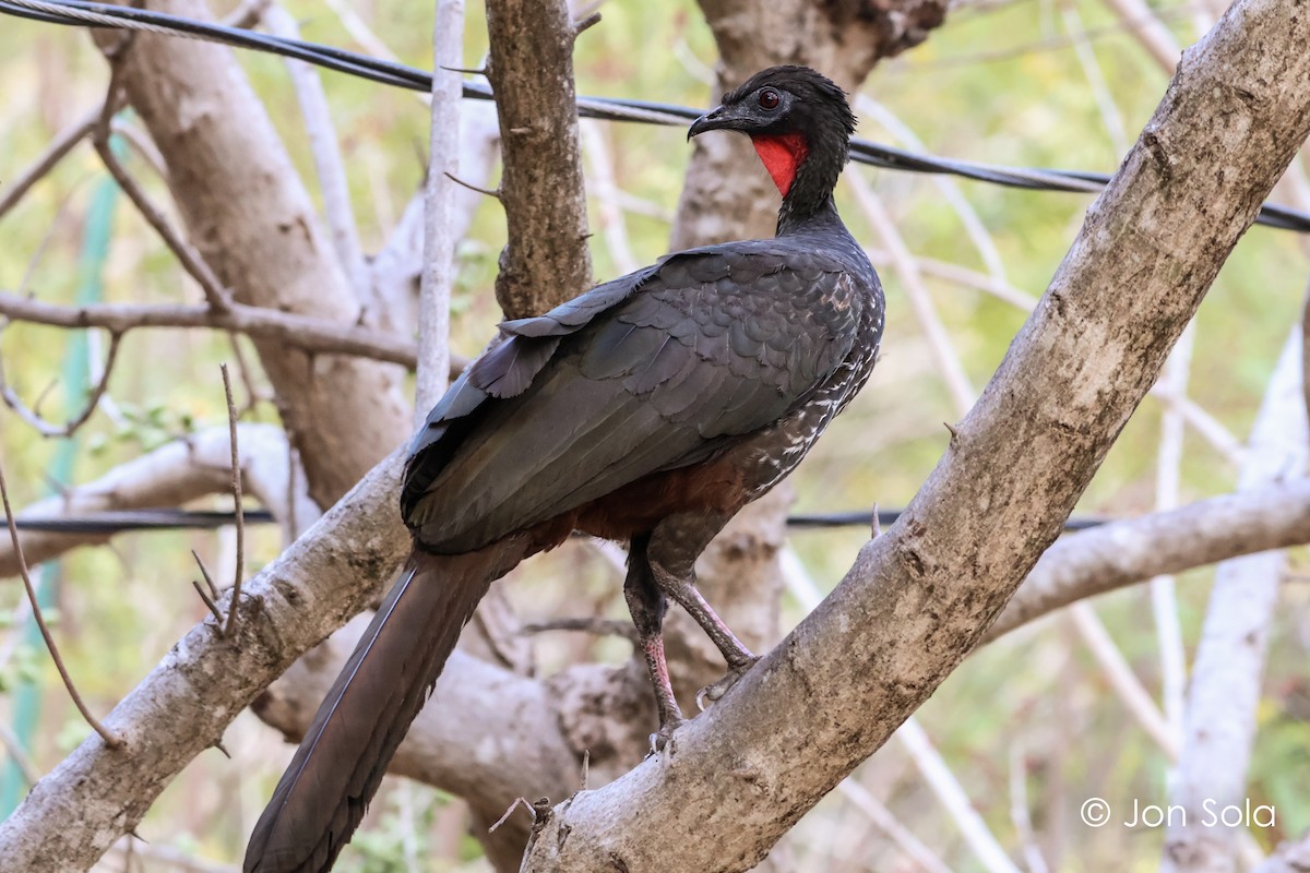 Crested Guan - ML620740387