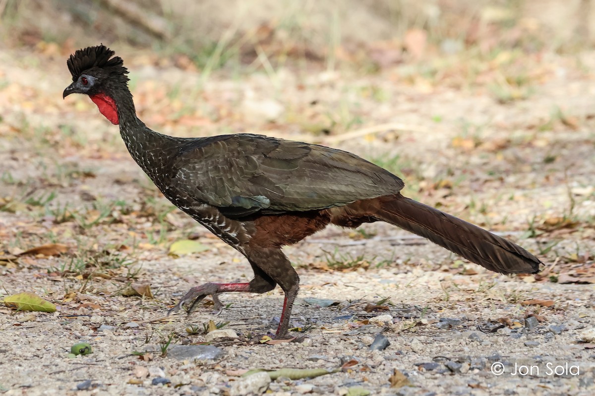 Crested Guan - ML620740388
