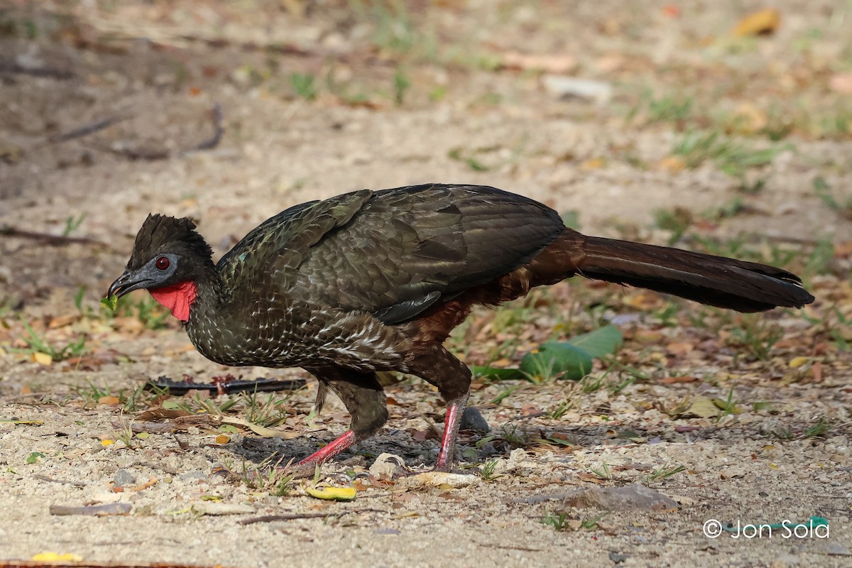Crested Guan - ML620740389