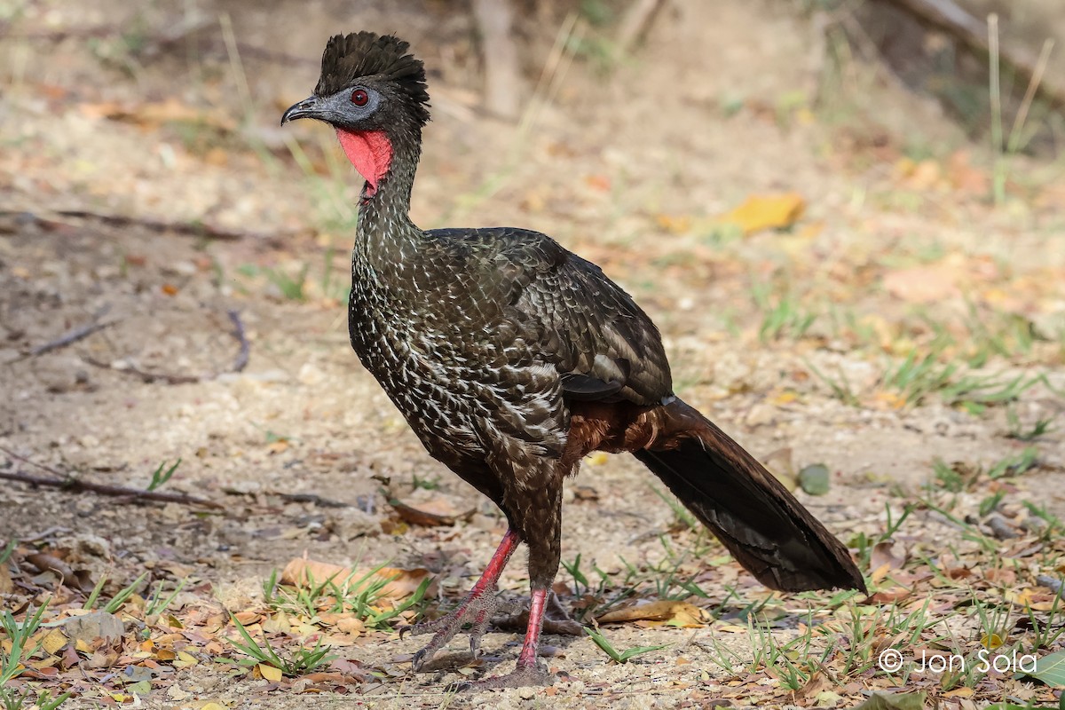 Crested Guan - ML620740390