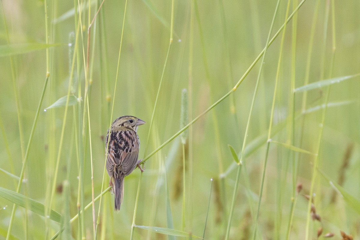 Henslow's Sparrow - ML620740393